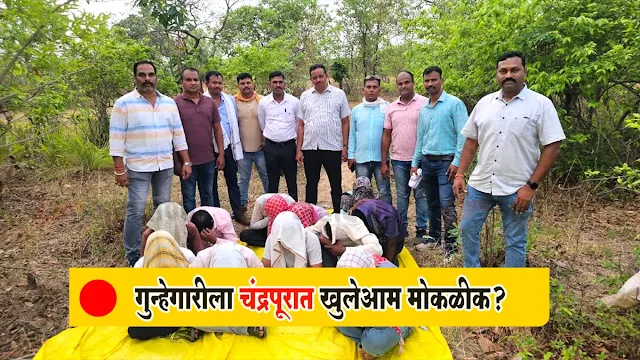 Chandrapur | May 18, 2025, was a mirror to the deteriorating law and order situation in the district. The local crime branch carried out two separate operations in just 24 hours, unmasking the hideous face of crime. Chandrapur Crime Crackdown These operations, ranging from gambling dens to gangs of thieves, highlighted the efficiency of the police on one hand, but also made us realize the shameful failure of the administration on the other.
