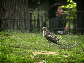 Fledgling hawk in Tompkins Square