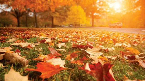 Heatwave Triggers Fake Autumn in England, How Can It Be?