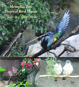 Memphis Zoo Review - Bird House Photos by Cynthia Sylvestermouse