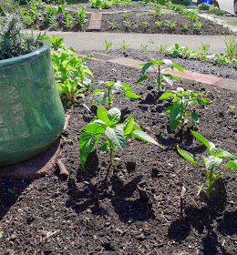 Sweet and Hot Peppers, using vegetables in an edible landscape