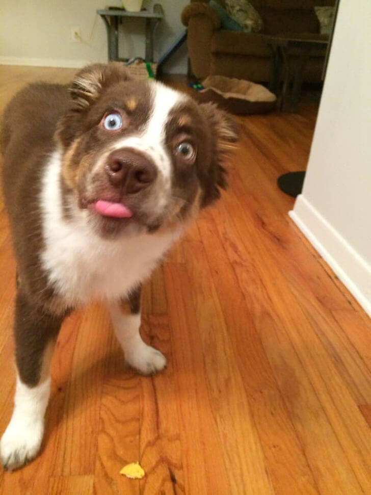 25 Hilariously Adorable Reactions Of Animals To Experiences They Had For The First Time