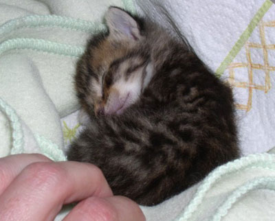 pics of puppies and kittens together. puppies and kittens sleeping