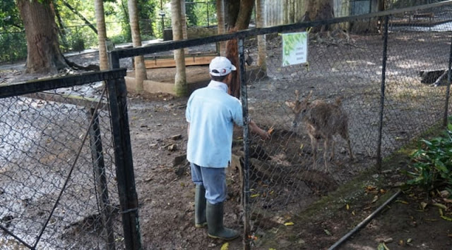 KEBUN BINATANG DI BANDUNG TUKAR RUSA UNTUK CEGAH PERKAWINAN SEDARAH