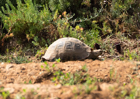 Mediterranean Spur-thighed Tortoise - Souss Massa National Park, Morocco