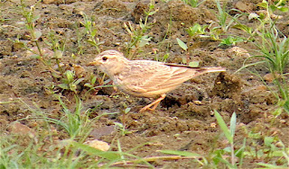 Sand Lark