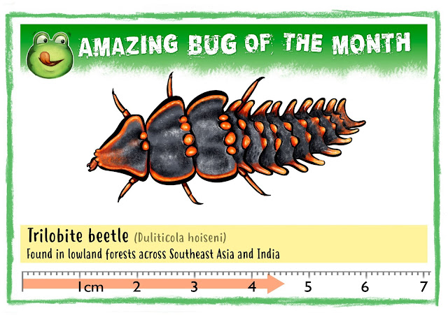 Bug Belly, graphic showing Amazing Bug of the month, Trilobite Beetle