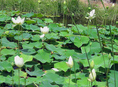 Annieinaustin, pond 8, lotus close