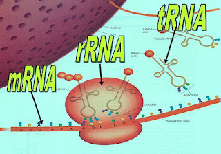 rRNA tRNA mRNA