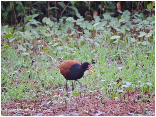 Jacana - Chacra Educativa Santa Lucía