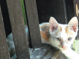 Foto-Foto Anak Kucing Lucu di Luar Jendela Kamar Kost Gue 06