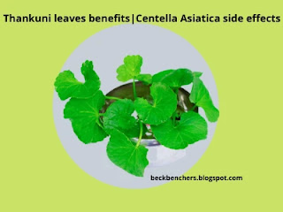 Thankuni leaves benefits|Centella Asiatica side effects