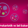 Pengertian Sel Prokariotik, Sel Eukariotik Dan Perbedaannya