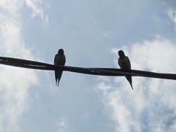 IMG_8591