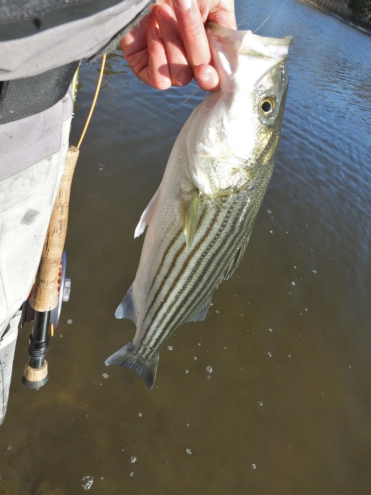 Connecticut Fly Angler: The First Stripers of Spring