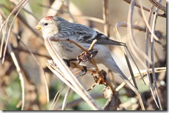 Arctic Redpoll