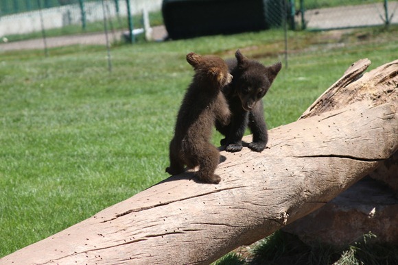 baby-bear-06
