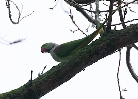 Alexandrine Parakeet - Amsterdamse Bos - Koenenbos