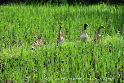 Royal Tulip Visesa Ubud Bali