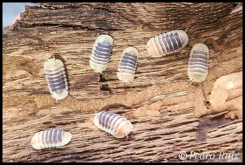 Grupo de  ejemplares adultos de  Cubaris sp. "Jupiter"