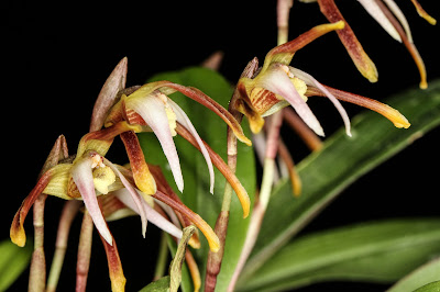 Maxillaria reichenheimiana - Reichenheim's Maxillaria care