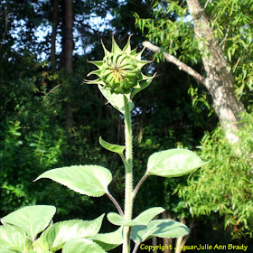 Sunflower Bud from the Tallest Plant