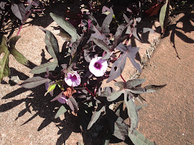 sweet potatoes with ornamental red leaves