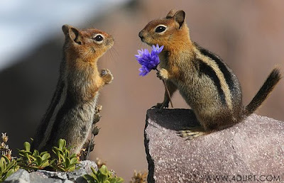 Love In Animal Kingdom high resolution picture