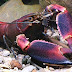 Cherax Sp.Red Brick : กุ้งนิวเรด