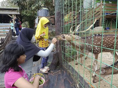 Sejuknya Kebun Jati Pancawati, Alternatif Destinasi Wisata Alam di Puncak Bogor