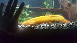 Gold Dojo Loach