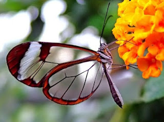 7 Fakta Menarik Tentang Kupu-kupu [ www.BlogApaAja.com ]