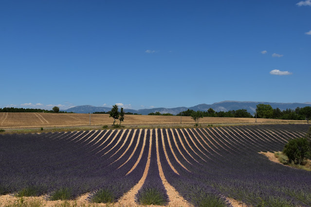 foto mostra campos de lavanda em Valensole em torno da terceira semana de junho de 2023. Em primeiro plano as lavandas já coloridas e em segundo plano campos vazios