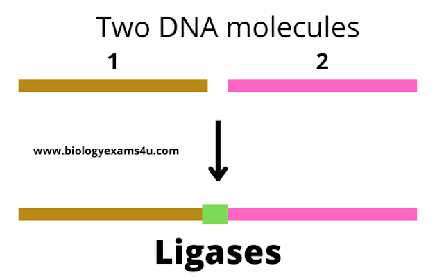 How Ligases works?