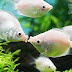 The Kissing Gourami is really a Peaceful Freshwater Fish