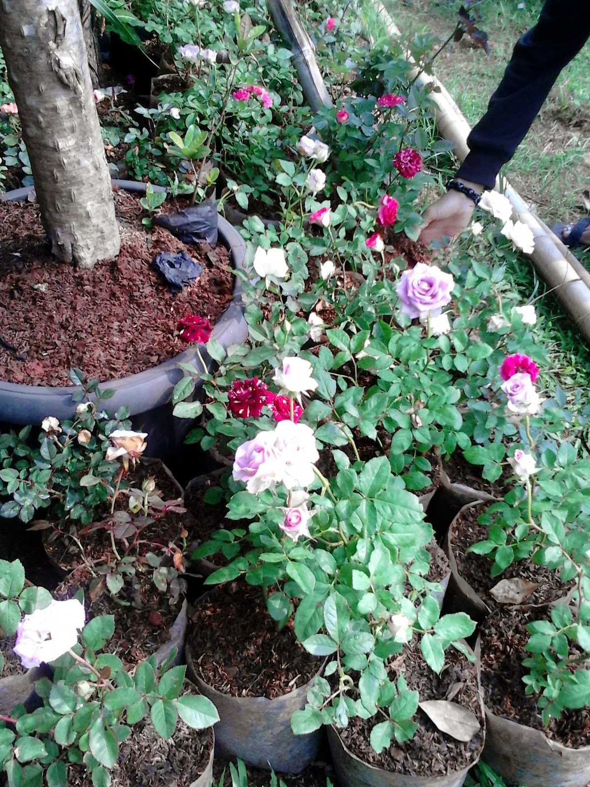 Jual pohon mawar dan bunga  mawar berbagai macam  warna 