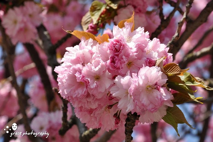 if only they have cherry blossom wedding bouquet I WANT 1