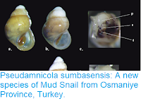 http://sciencythoughts.blogspot.com/2019/01/pseudamnicola-sumbasensis-new-species.html