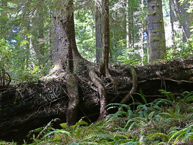 36: thick roots grip a large log