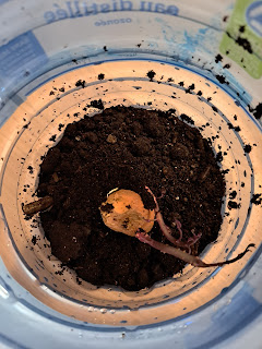 Sprouted sweet potato top sitting sprouts up in potting soil in a 4 l plastic water jug that has had its top cut off.