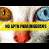 El Enigma del Origen de los Gatos ( UN GRAN MISTERIO )