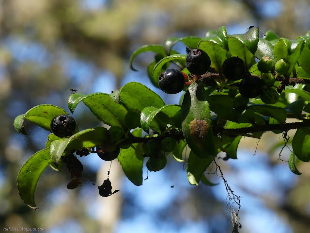 dark berries with a blueberry shape