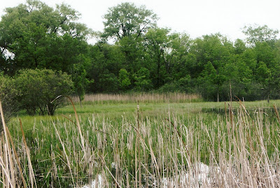 Marshland at the UW-Madison Arboretum