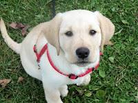 Bo the diabetes alert dog in training in a sit position on grass.