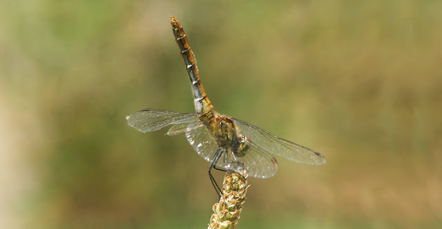 Picture of a dragon-fly sitting on a corn stalk