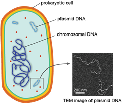 prokaryotic chromosome
