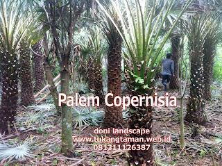 Jual Palem Copernis | Palem Copernisia | Jenis Palem kopernis
