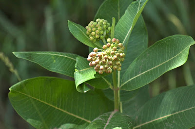 common milkweed in bloom