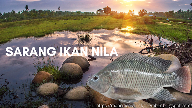 Sarang Ikan Nila Babon, Cara Mencari Sarang Ikan Nila Di Sungai, Cara Mencari Sarang Ikan Nila Babon, Cara Membuat Sarang Ikan Nila, Cara Mengetahui Sarang Ikan Nila, Cara Mengetahui Sarang Ikan Mujair, Sarang Ikan Nila, Sarang Nila,