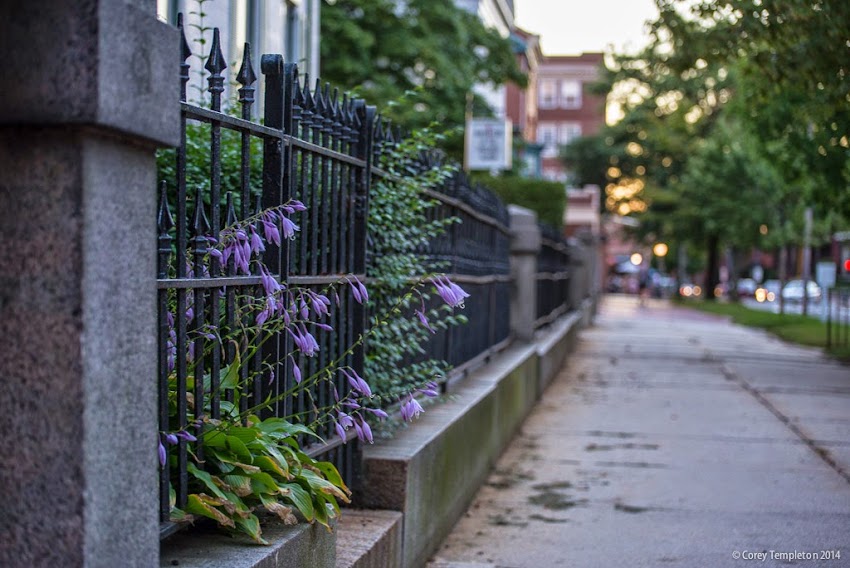 September 2014 Flowers and Fence on State Street in West End of Portland, Maine. Photo by Corey Templeton.